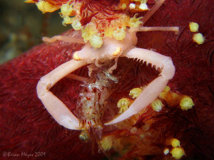 Tiny soft coral crab eating a shrimp. by Brian Mayes 